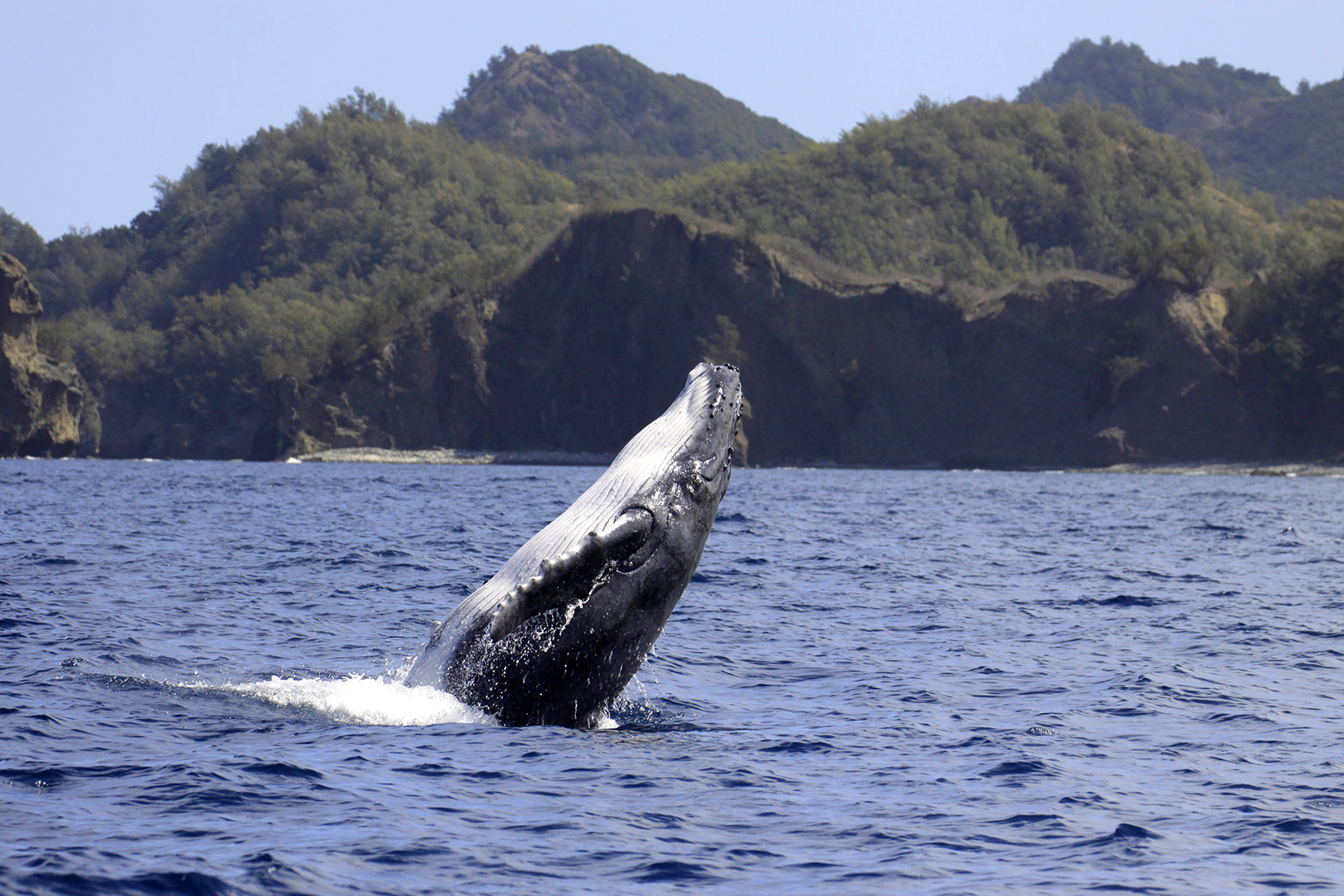 The Oriental Galapagos: A Remarkable Journey to Tokyo’s Hidden Realm “Ogasawara Islands” 6 days