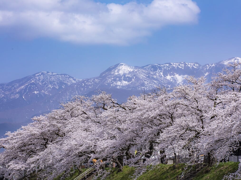 Sakura Splendour: A Noble Journey Through Fukui’s Hidden Cherry Blossom Sanctuaries 4 days