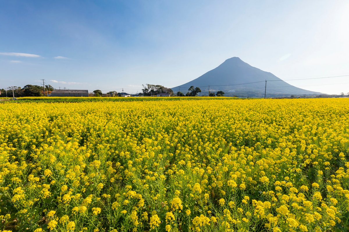 Yakushima, Tanegashima & Ibusuki’s Rapeseed Blossoms Journey 5 Days
