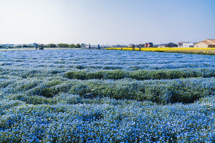 Floral Peninsula: A Journey through the Flowering Landscape of Miura 2 Days